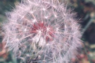 dandelion seedhead