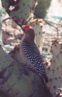 woodpecker