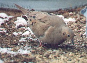 mourning dove