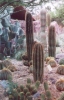 Cactus Garden