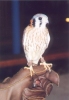 American Kestrel