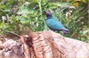 Fairy Bluebird