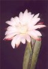 Night-blooming Cactus