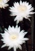 Night-blooming Cereus