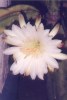 Night-blooming Cactus