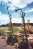 mullein plants