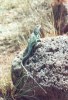 collared lizard