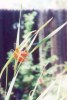 Flame Skimmer