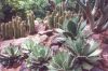 Agaves