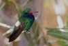 Broad-billed Hummingbird