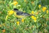 Lesser Goldfinch