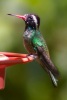 White-eared Hummingbird