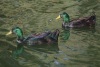 feral domestic ducks