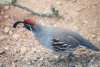 Gambel's Quail