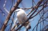 Bali Myna