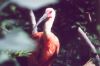 Scarlet Ibis