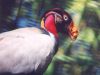 King Vulture