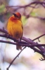 Taveta Golden Weaver