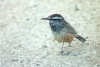 Cactus Wren