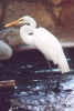 Lesser Egret