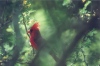 Northern Cardinal