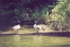 Canada Geese