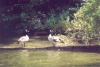 Canada Geese