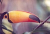 Toucan