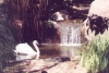 Swan