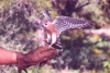 American Kestrel