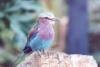 Lilac-breasted Roller