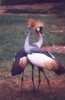 East African Crowned Cranes