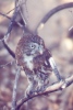 Ferruginous Pygmy Owl