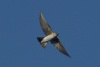 Rough-winged Swallow