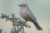 leucistic Vermilion Flycatcher