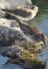 Least Sandpiper