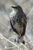 Yellow-rumped Warbler