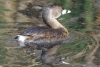 Pied-billed Grebe