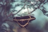 Giant Swallowtail