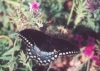 Black Swallowtail