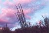 Ocotillo with sunset