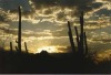 Safford Peak with Saguaros