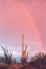 Rainbow with Saguaro
