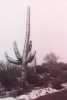 Saguaro in snow