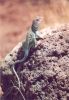 Collared Lizard