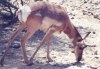 Pronghorn Antelope