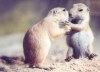 Prairie Dogs