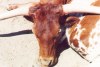 Texas Longhorn