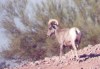 Bighorn Sheep