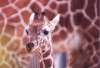 Reticulated Giraffe